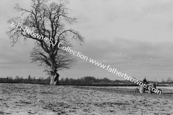 PREPARING FOR SOWING WHEAT WITH TRACTOR